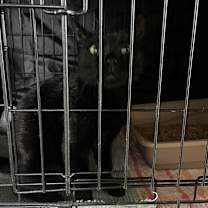 Thumbnail photo of Mrs Claws #2