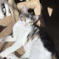 Thumbnail photo of Tchula #2