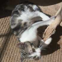 Thumbnail photo of Tchula #4