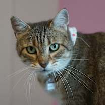 Thumbnail photo of Olivia II #1