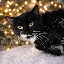 Thumbnail photo of WILL #1