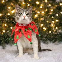 Thumbnail photo of CHANEL #1