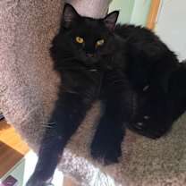 Thumbnail photo of Periwinkle #1