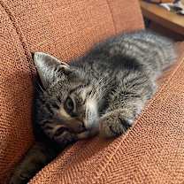 Thumbnail photo of Charlie #2