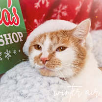 Thumbnail photo of Ariel  #1