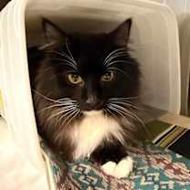 Thumbnail photo of Mittens  #1