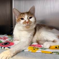 Thumbnail photo of Ariel  #3