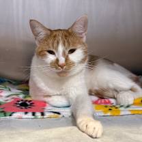 Thumbnail photo of Ariel  #4