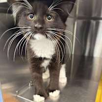 Thumbnail photo of Mittens  #4