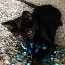 Thumbnail photo of Otter Take Me Home #4