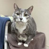 Thumbnail photo of Ash #1