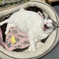 Thumbnail photo of Dusty #3