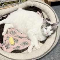 Thumbnail photo of Dusty #4