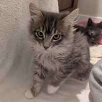 Thumbnail photo of Fudge #3