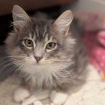 Thumbnail photo of Fudge #4