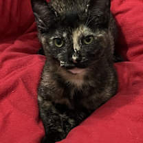 Thumbnail photo of Mikaela #1