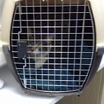 Thumbnail photo of Mittens #2