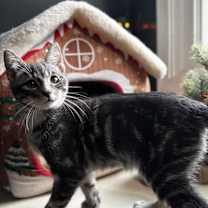 Thumbnail photo of Taz: Pre-Adoption #2