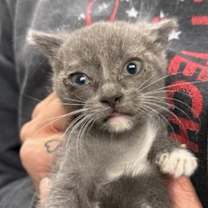 Thumbnail photo of Boba #2