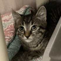 Thumbnail photo of Charcoal (with Ghost) #2