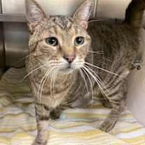 Thumbnail photo of BootsnCats #1