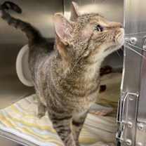 Thumbnail photo of BootsnCats #3