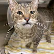 Thumbnail photo of BootsnCats #4