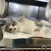 Thumbnail photo of Fog #2