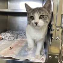 Thumbnail photo of Fog #3