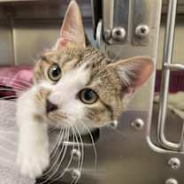 Thumbnail photo of Hoagie #4