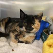 Thumbnail photo of Ladybug #1