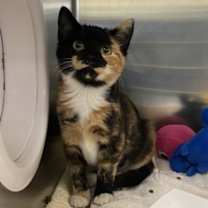 Thumbnail photo of Ladybug #3