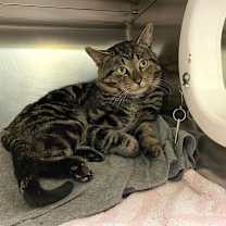 Thumbnail photo of Puffbird #2