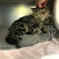 Thumbnail photo of Puffbird #3