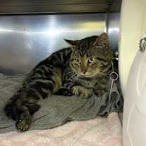 Thumbnail photo of Puffbird #4