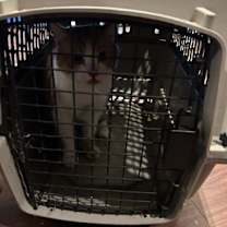 Thumbnail photo of Papaya #2