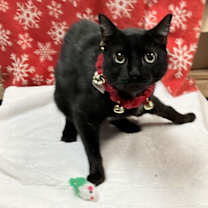 Thumbnail photo of Rosco #2