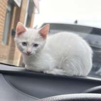 Thumbnail photo of Snow #3