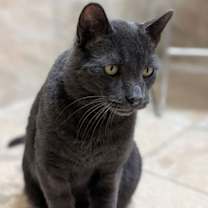 Thumbnail photo of Chrome #3