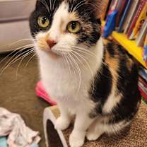 Thumbnail photo of Whipperwill #1