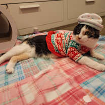 Thumbnail photo of Whipperwill #2