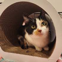 Thumbnail photo of Whipperwill #4