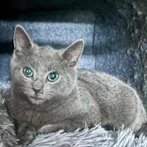 Thumbnail photo of Wishbone #1