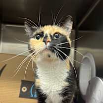 Thumbnail photo of Jim (Chow Hound Jenison) #1