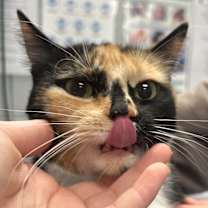 Thumbnail photo of Jim (Chow Hound Jenison) #2