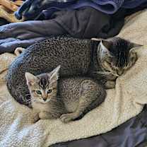 Thumbnail photo of Cody #4