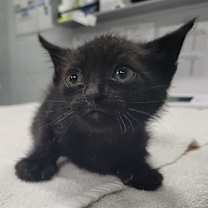 Thumbnail photo of Huey #2