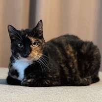 Thumbnail photo of Paris JO #1