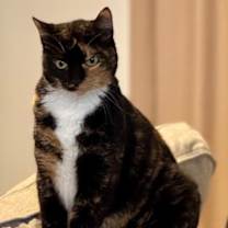 Thumbnail photo of Paris JO #3