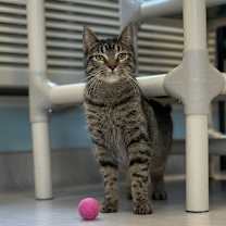 Thumbnail photo of Destiny #4